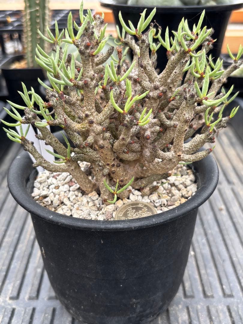 チレコドン　ブッコルジアヌス