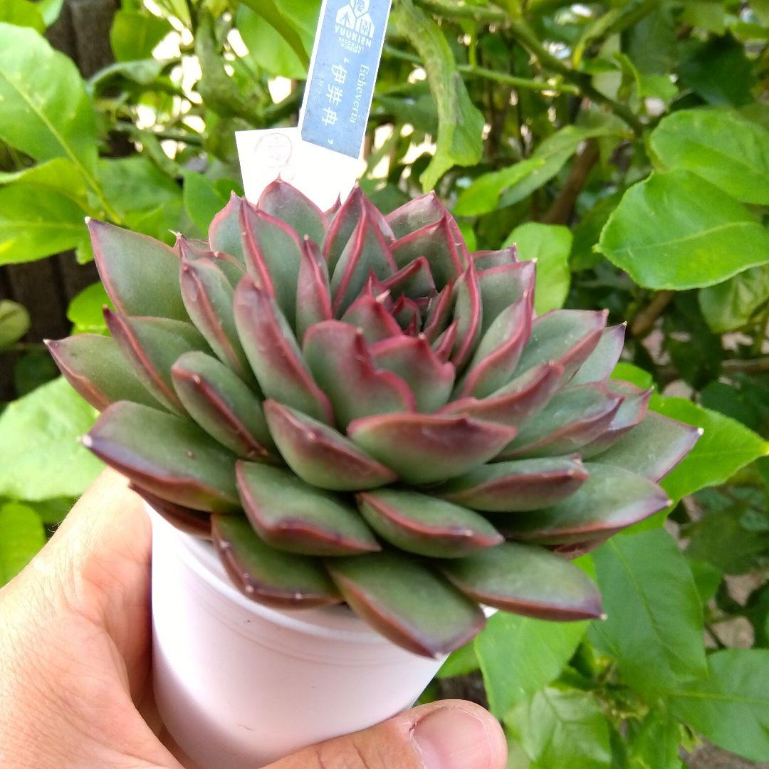 イザナミ 熟成株 優木園 黒札付⭐️伊弉冉⭐️ 抜き苗 多肉