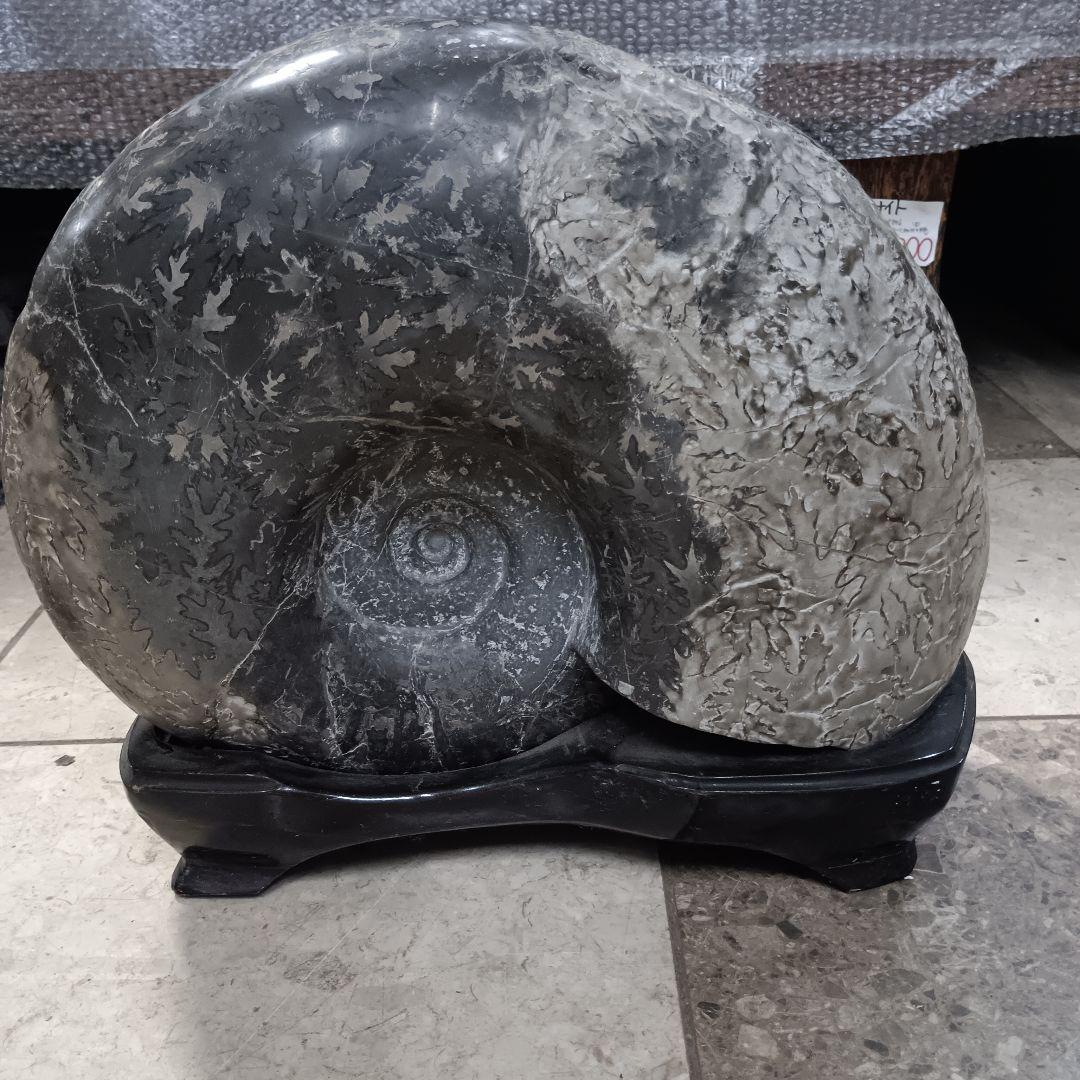 ４５２５）アンモナイトの化石　３０ｋｇ超え　縫合線　鑑賞石　置物
