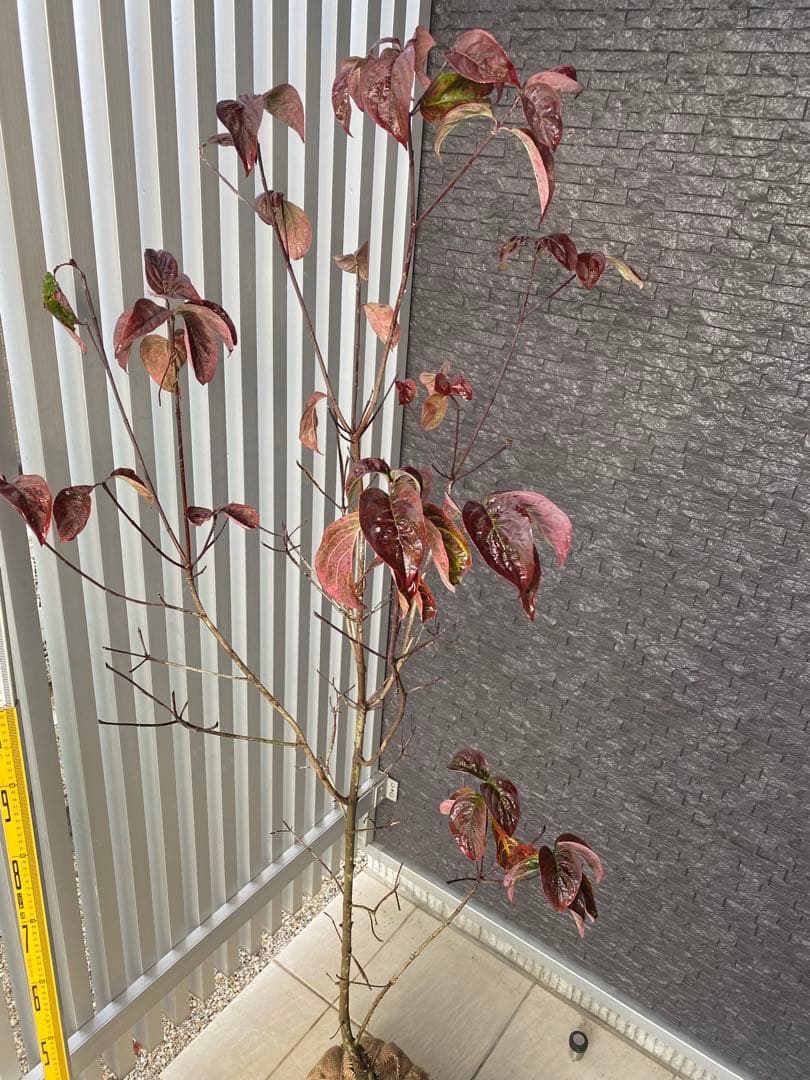 ひな坊.。.:*☆　ハナミズキ　アップルブロッサム