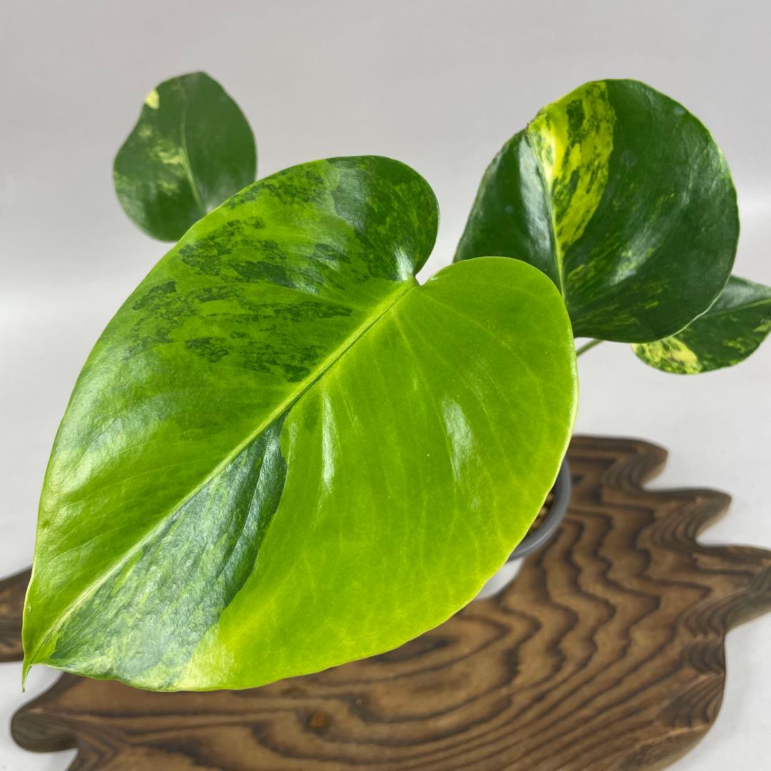 ア*)様 モンステラデリシオーサ イエローマリリン　lsw332