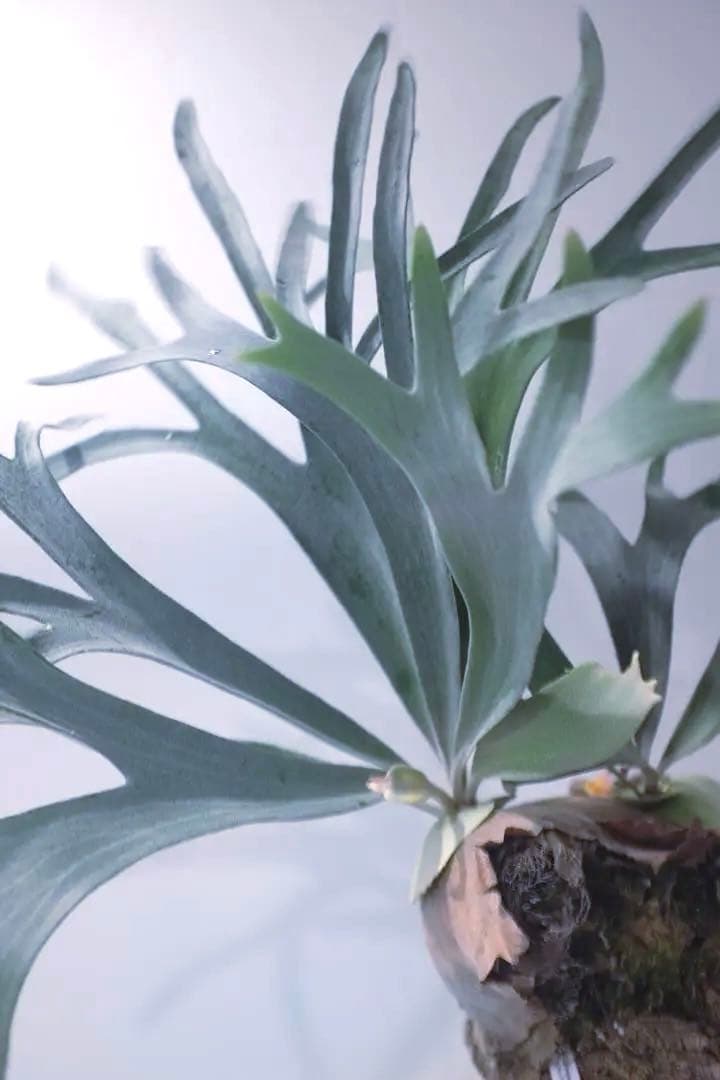 タグ付P. FSQ vp#5 ‘In Flames’ ビカクシダ　Vandaka