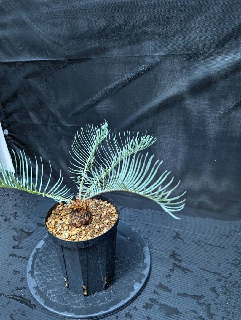 ベストセレクション 6サイカス カイルンシアナ スーパーブルー