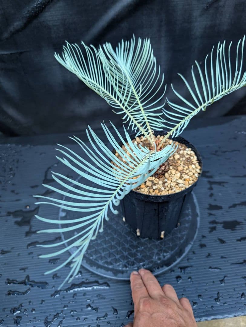 ベストセレクション 6サイカス カイルンシアナ スーパーブルー