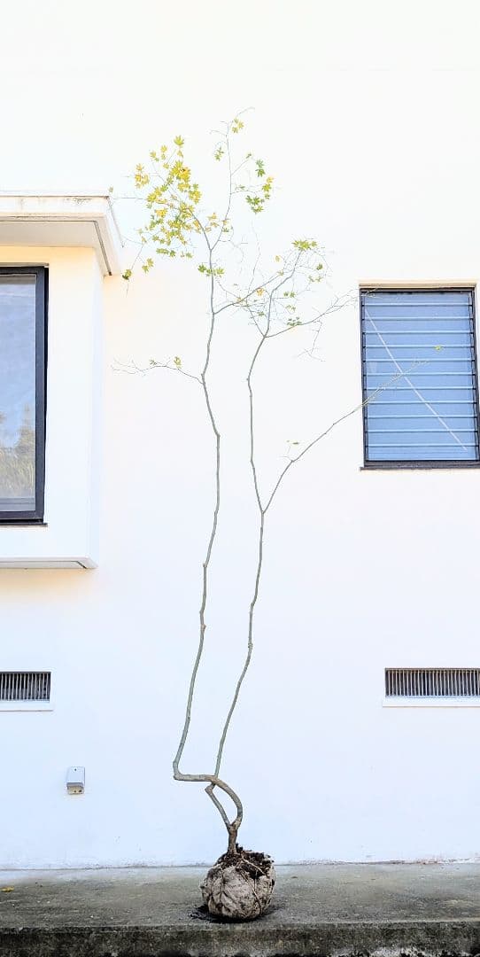 山採りコハウチワカエデ。