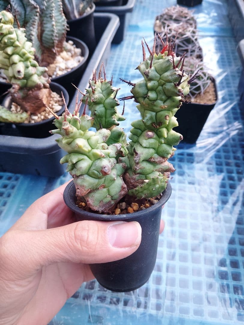 極太 ユーフォルビア ホリダ モンスト