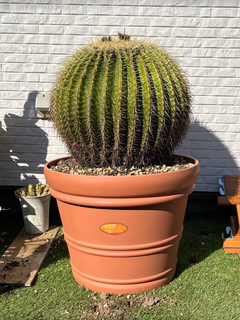 サボテン　キンシャチ　金鯱