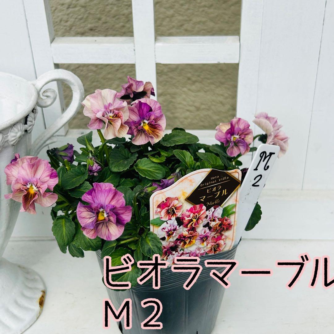 とも さま✼••セール中••✼Ｍ２♥ビオラマーブル♥毎年大人気