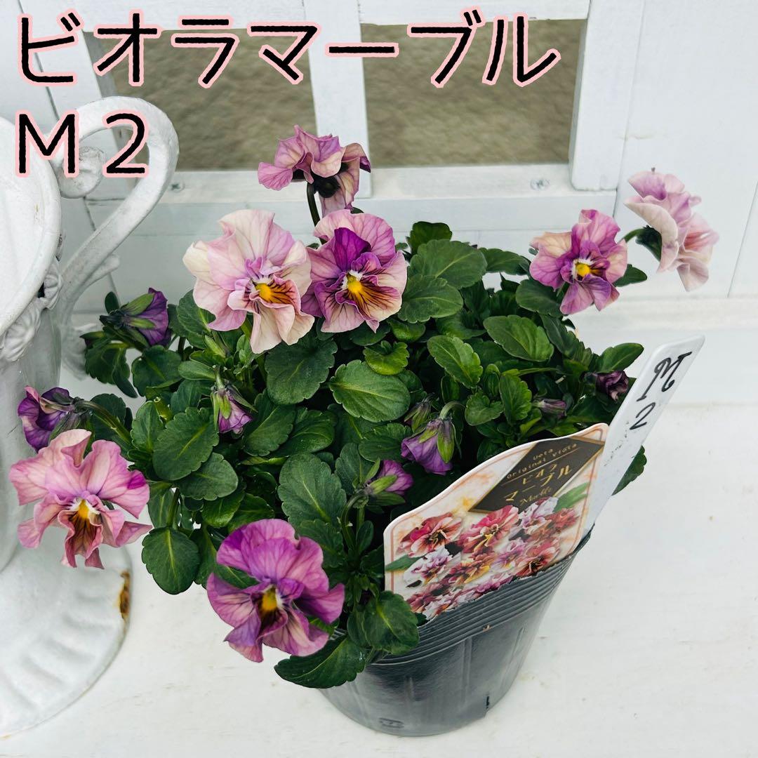 とも さま✼••セール中••✼Ｍ２♥ビオラマーブル♥毎年大人気