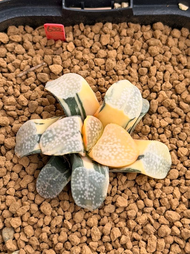 ハオルチア　グロエネワルディ錦　極上斑