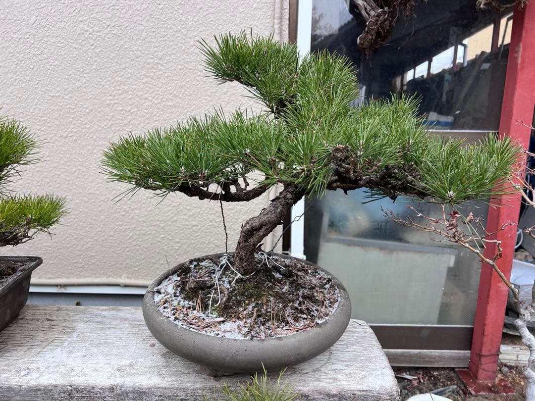 黒松　盆栽　洒落た幹　展示会