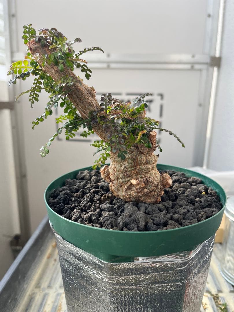 早い者勝ち 超極太 実生 パキプス オペルクリカリアパキプス 鉢ごと