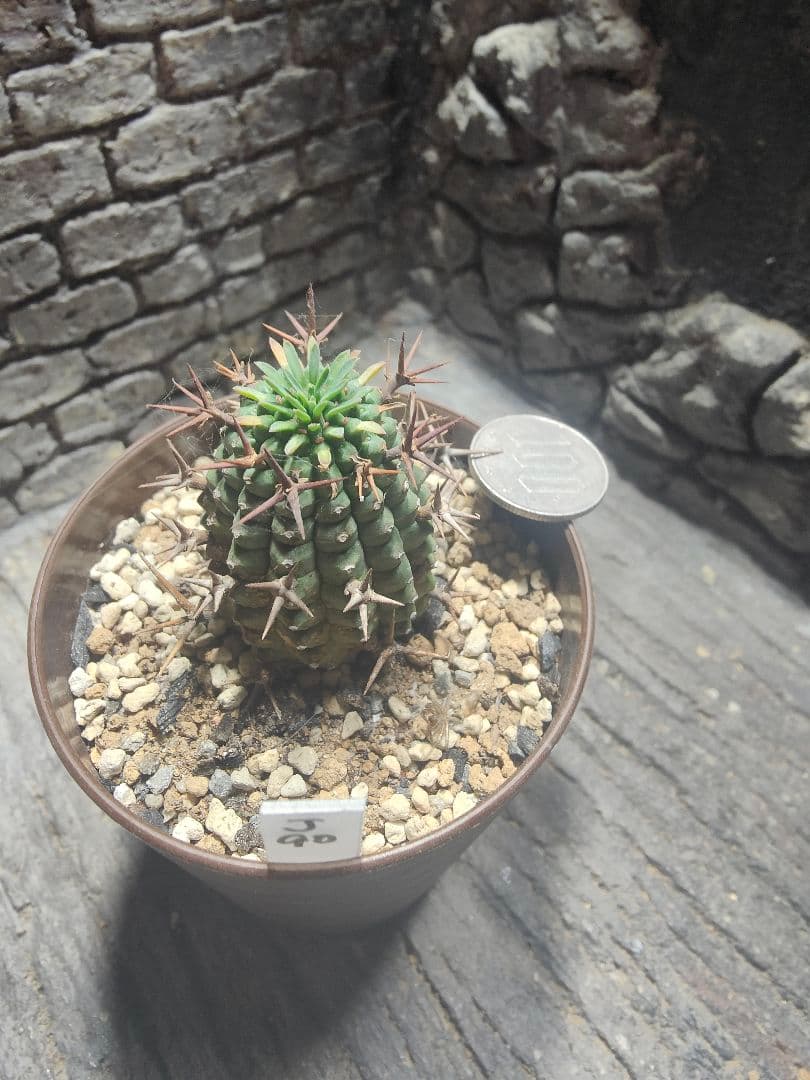 ユーフォルビア　群星冠　雌　カキコ　発根済　J90