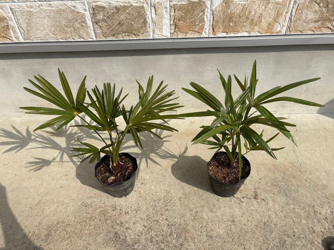 カンノンチク1本！シュロチク1本セット