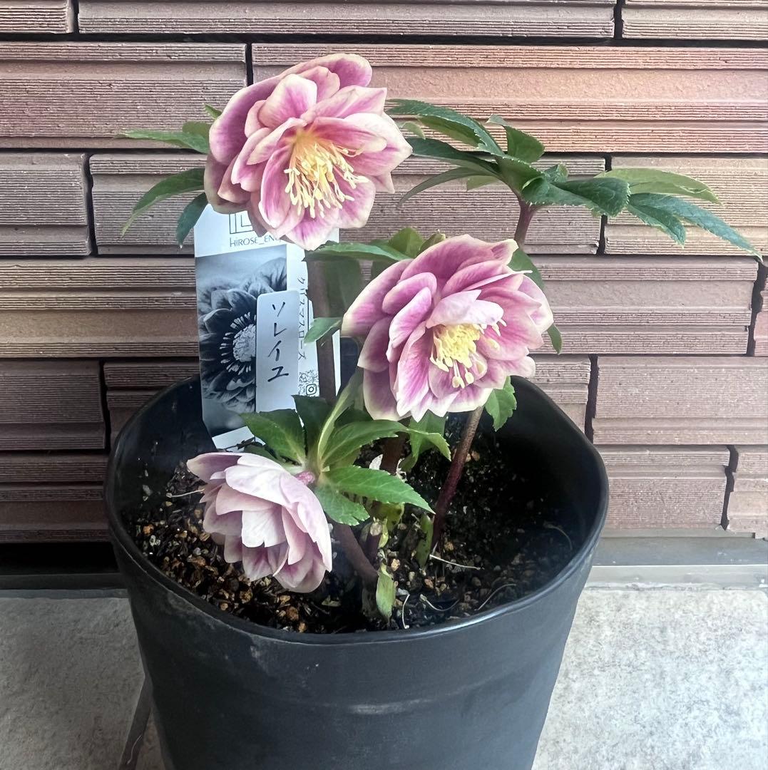 広瀬園芸 クリスマスローズ ソレイユdd