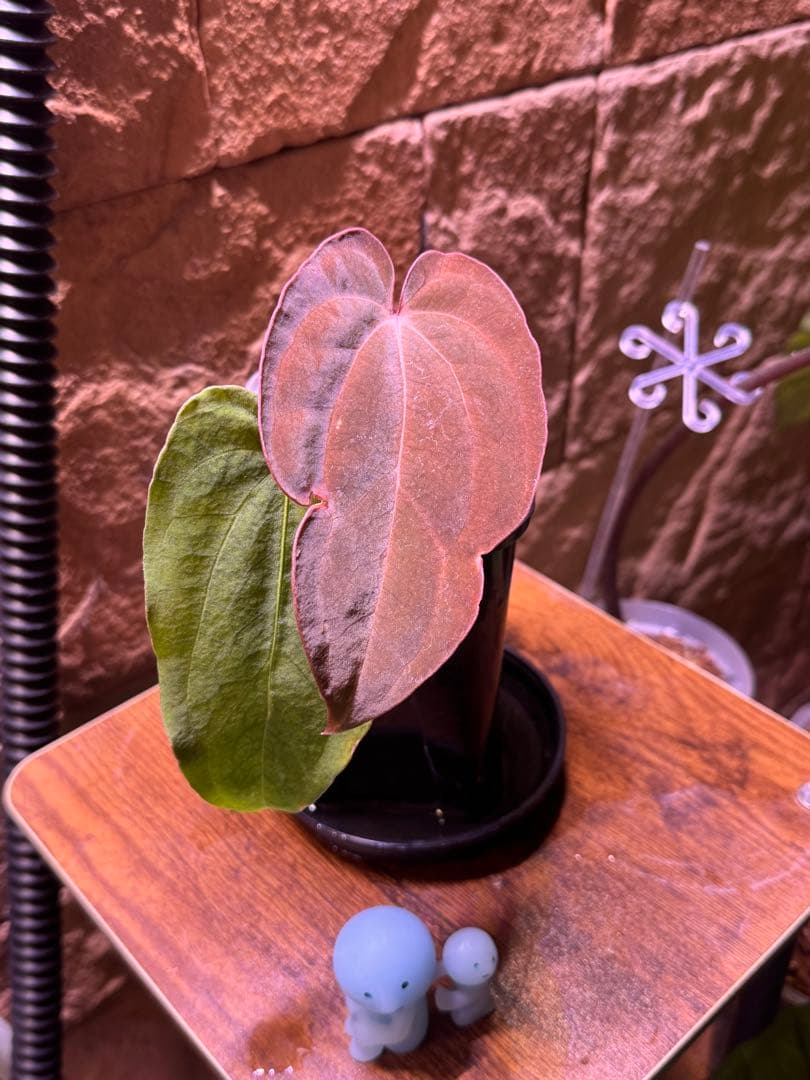 アンスリウム　Antolakii × carlablackiae 2芽