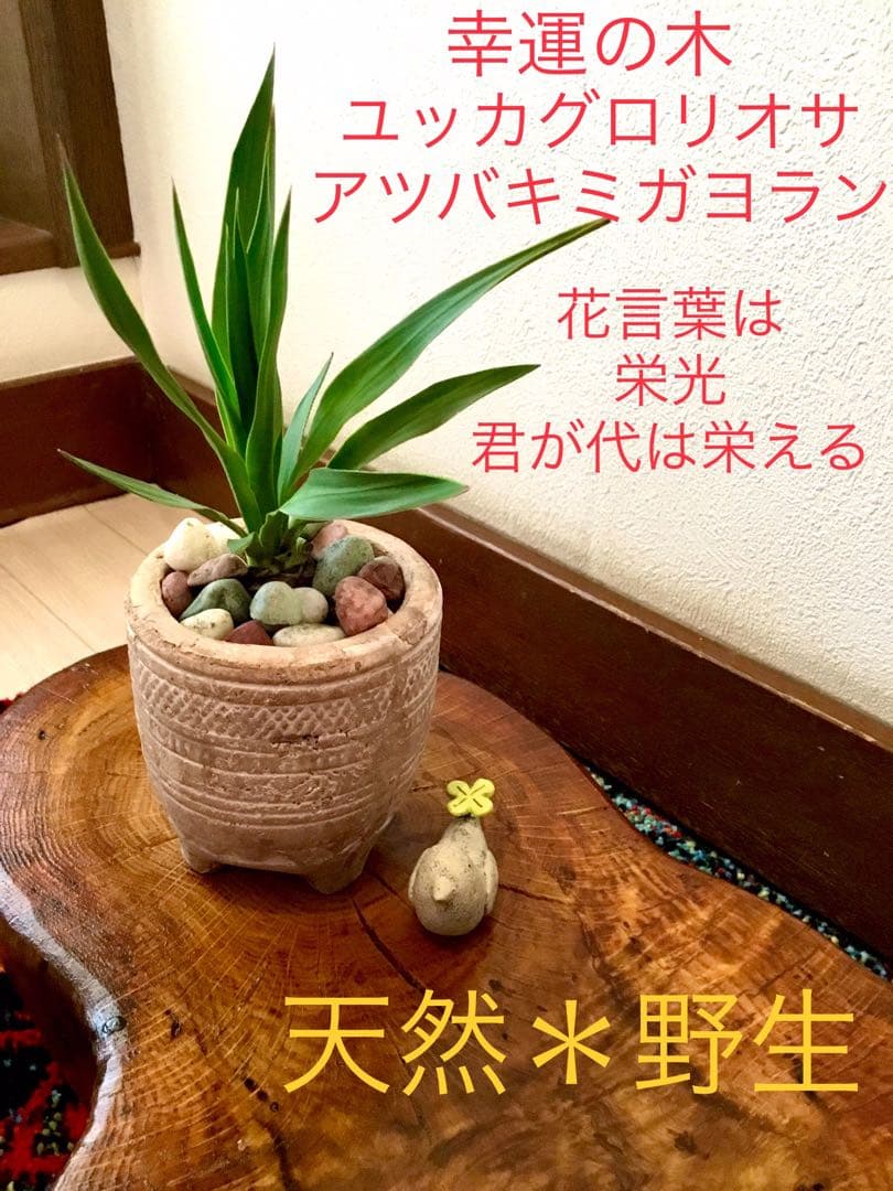 幸運木【森で完全野生化 ユッカ グロリオサ/アツバキミガヨラン】インド鉢植え＊小