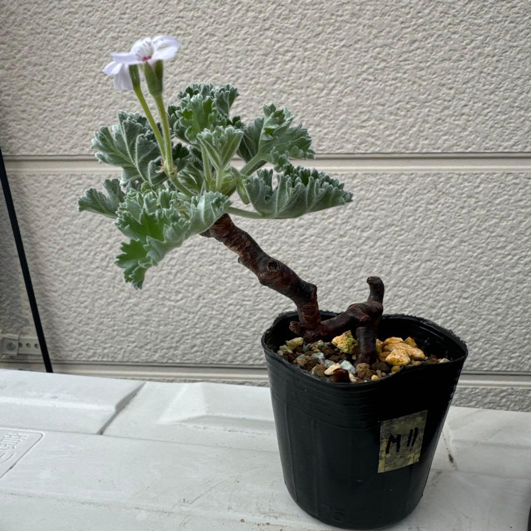 m11 発根済み　ペラルゴニウム ミラビレ 切り枝 剪定枝 挿し木