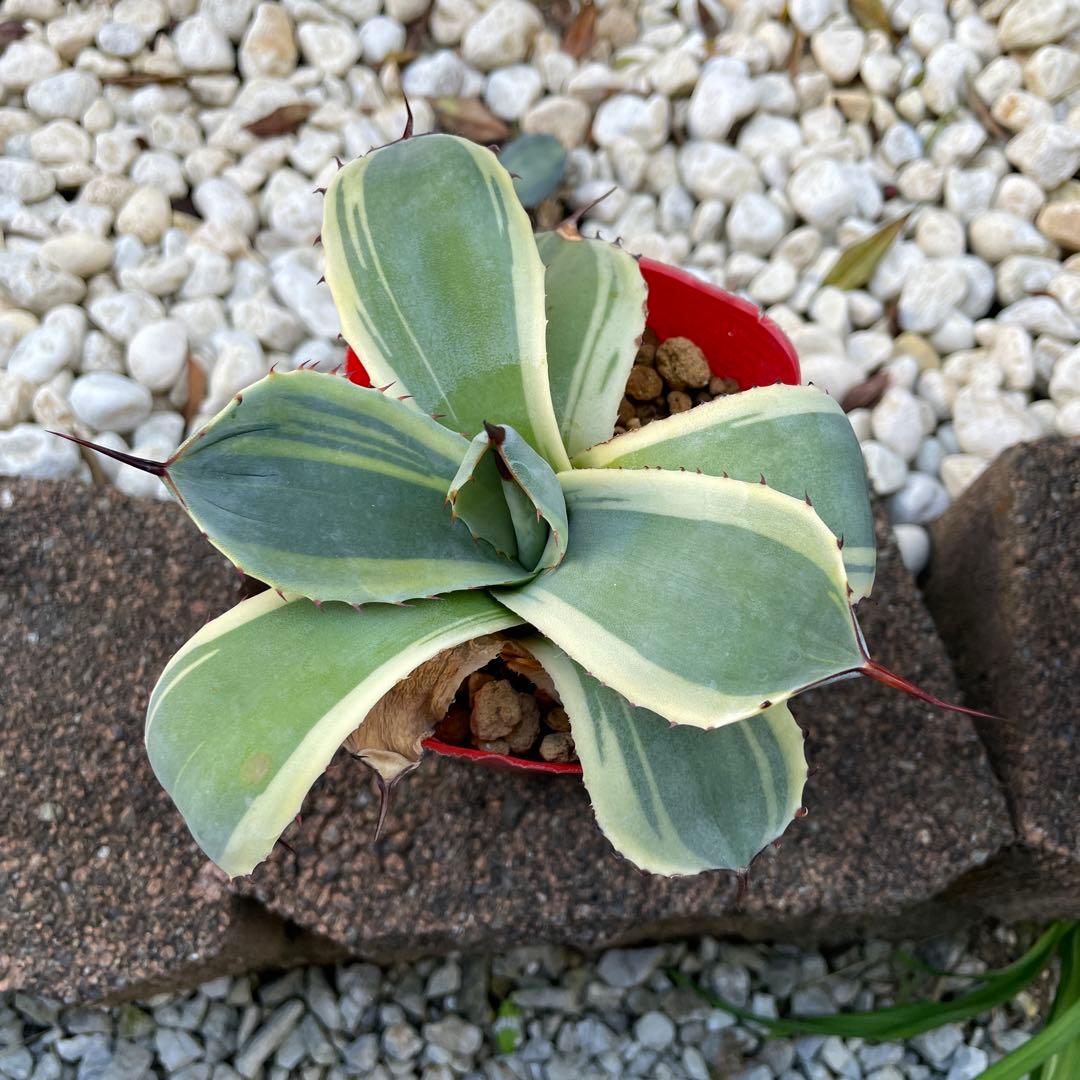 【値引き】アガベ パリー トランカータ オリザバ