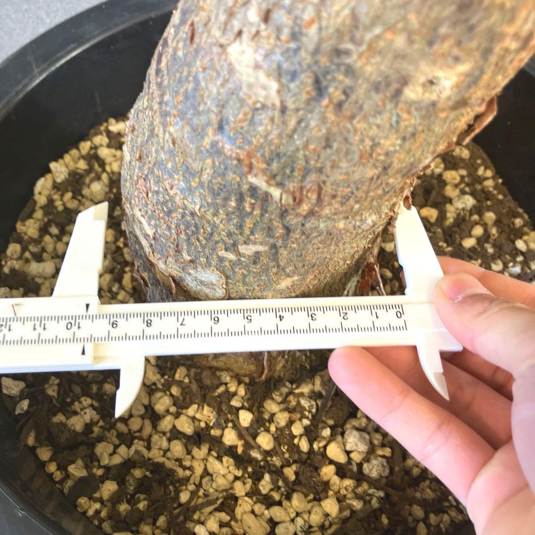 超絶希少❗️特大❗️幹太曲がり❗️白勝❗️パキラ　ミルキーウェイ　接木✨