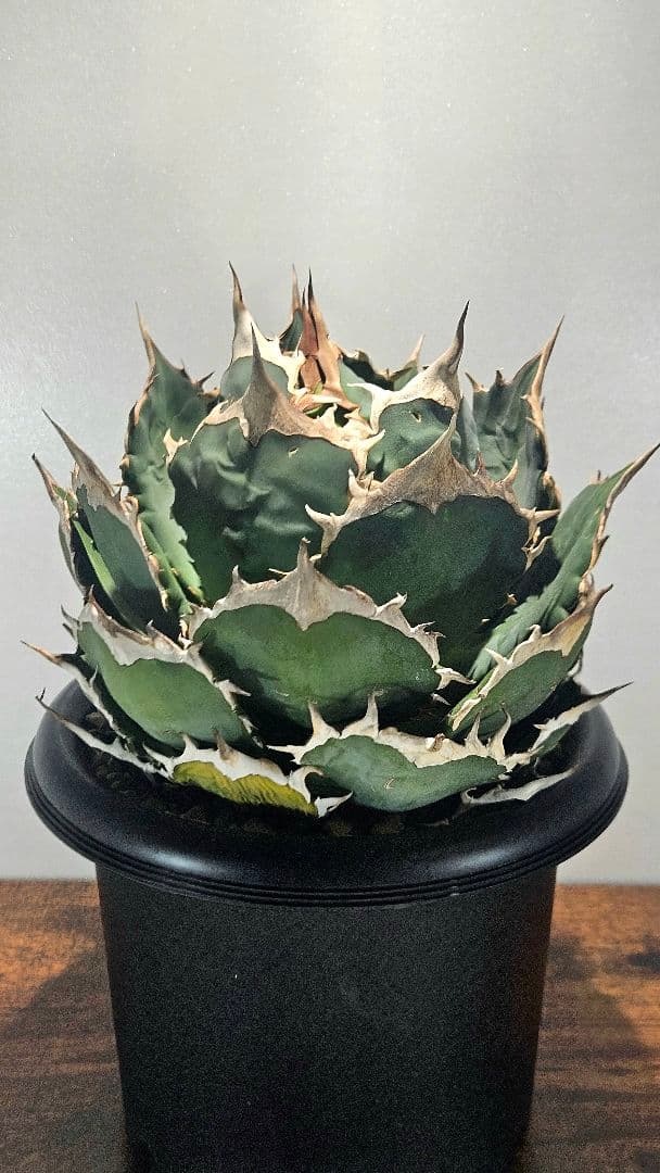 A*)様 【大株】アガベ ノーネーム オテロイ チタノタ ボールタイプ 7