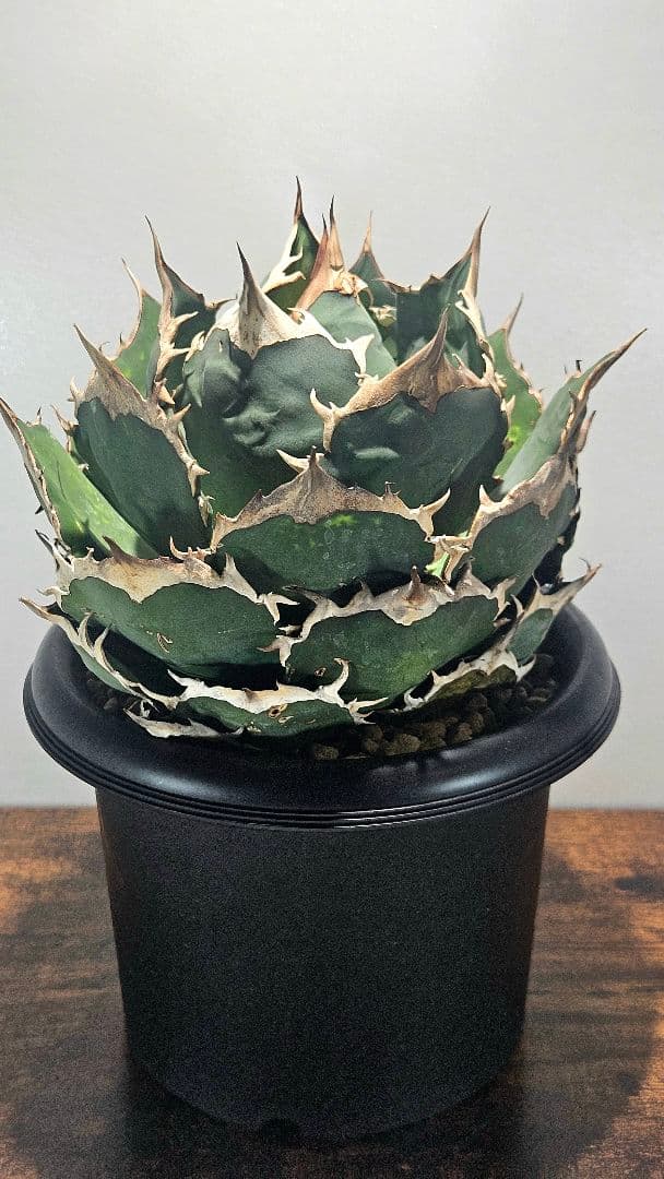 A*)様 【大株】アガベ ノーネーム オテロイ チタノタ ボールタイプ 7