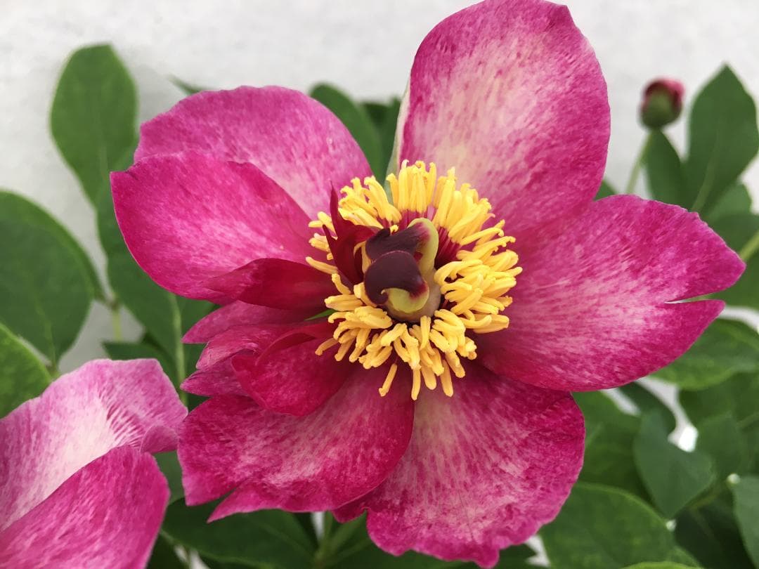 ＮＯ２◆【凪帆紅乱】×【花魁】◆交配ヤマシャクヤク実生４年生苗