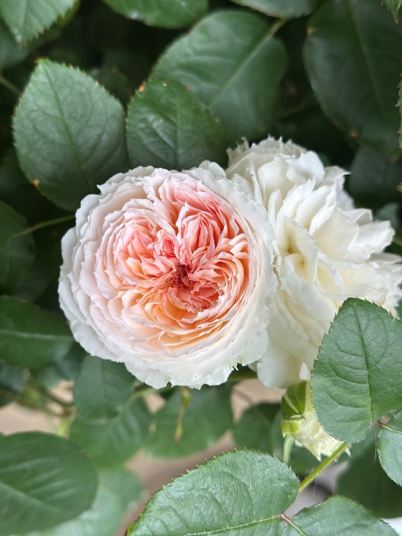 正規品、トロイメライ　ロサオリエンティス　タイプ0 10号