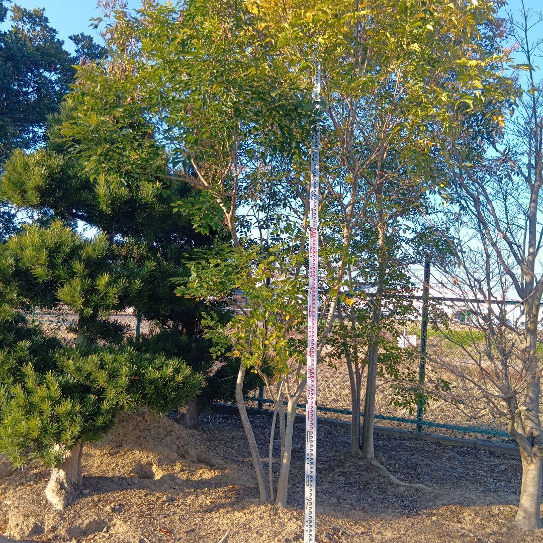 シマトネリコ（高さ4.0メイトル）