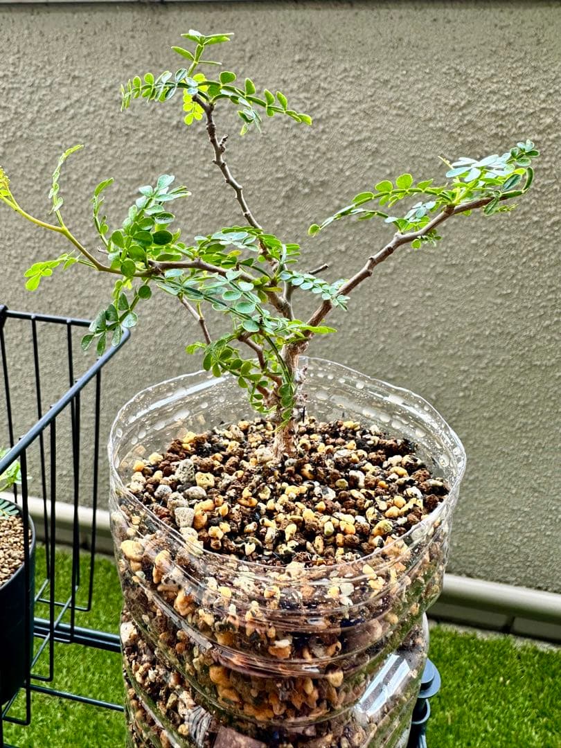 オペルクリカリアパキプス　実生4年　良型