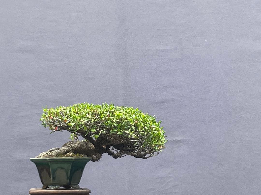 三河盆栽　チリメンカズラ　盆栽　忍作鉢