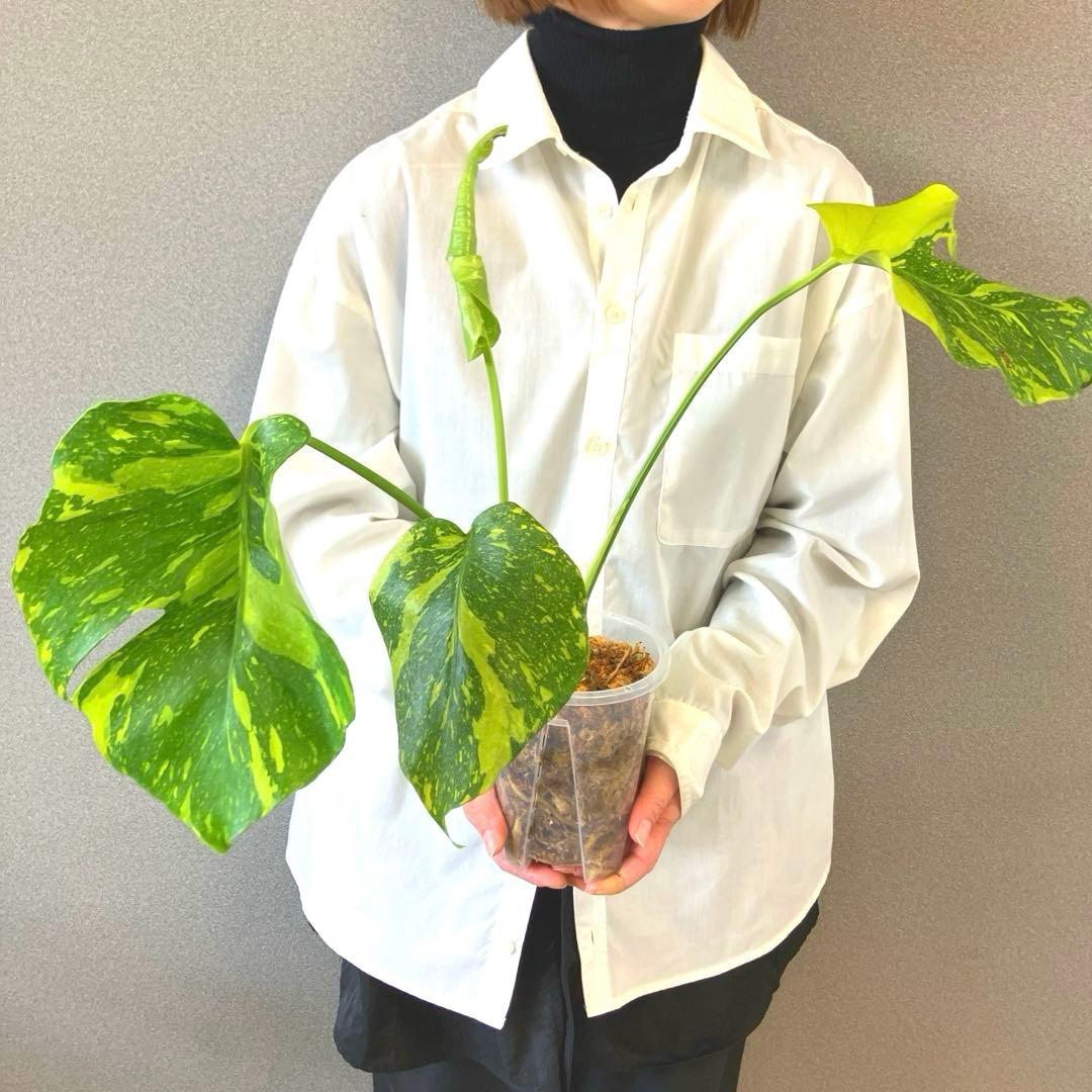 超絶希少❗️モンステラ　デリシオーサ　エレクトロライト✨