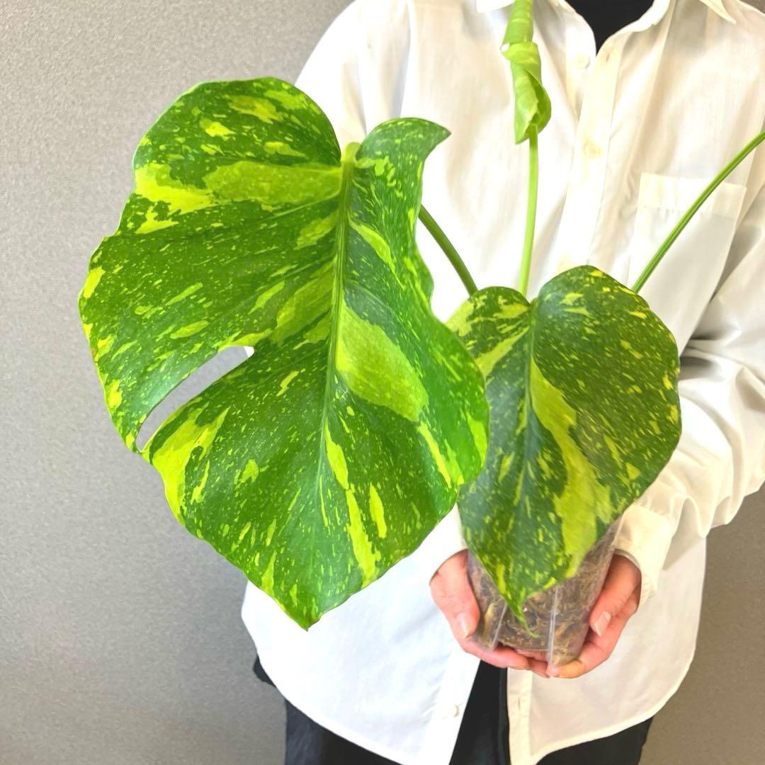 超絶希少❗️モンステラ　デリシオーサ　エレクトロライト✨